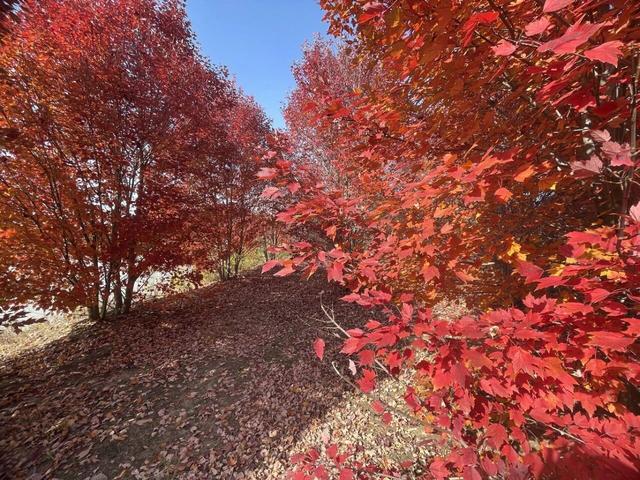 大美六合老虎岗枫叶绝美