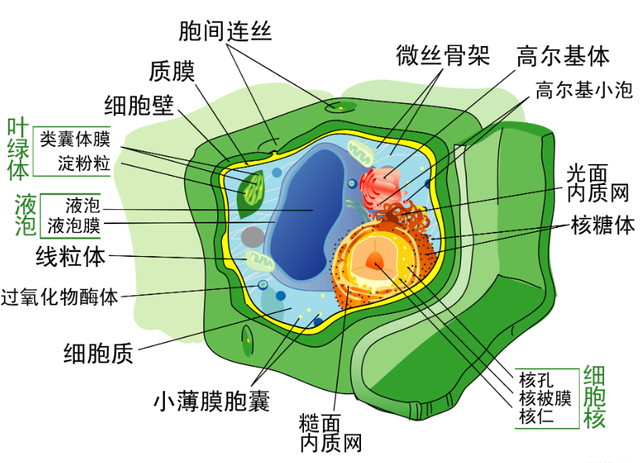 美国国家科学院院刊：科学家发现一条限制生命生长的隐藏宇宙规律