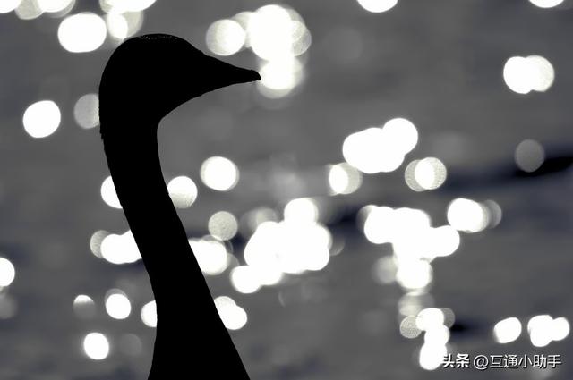 尼康500mm f/5.6E PF镜头评测：轻量化设计与卓越的超远摄镜头