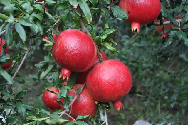 地名里的峄城:娘娘坟村