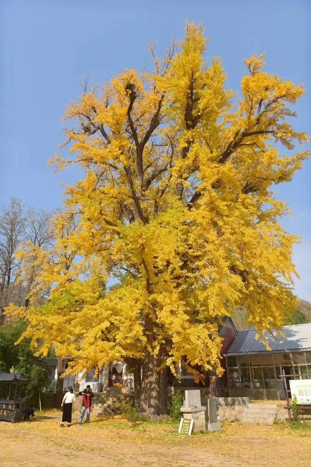 济南的这些千年银杏树美得正当时，最后“黄金期”快去打卡！