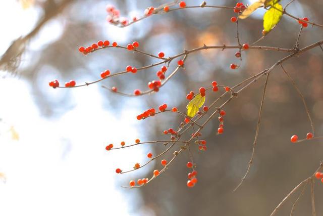 秋之彩色吉林｜层林尽染，鹿影翩跹！这里的秋天美成一首诗