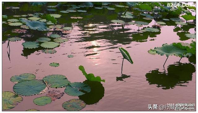 山东行游影记（12）—济南大明湖（一）