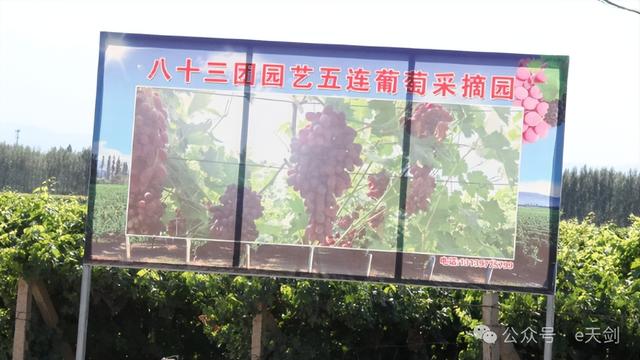 新疆“西施”，美翻天！