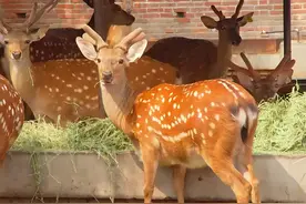 鹿茸图片