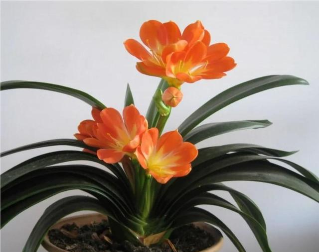 6种“镇宅花”，兔年养一盆，摆在客厅里，寓意着吉利，好运来