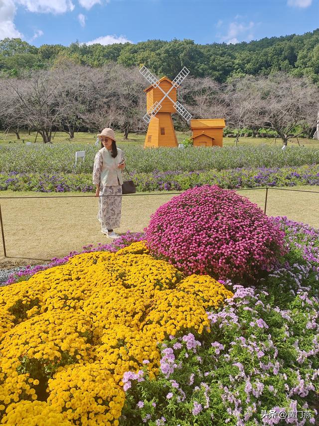 五绝.上方山菊展即景