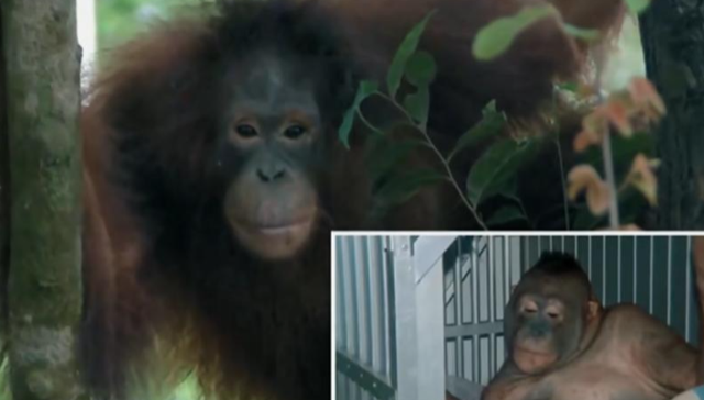 被锁暗室6年：剃毛穿丝袜当玩物，惨状撕开人类伪善面具