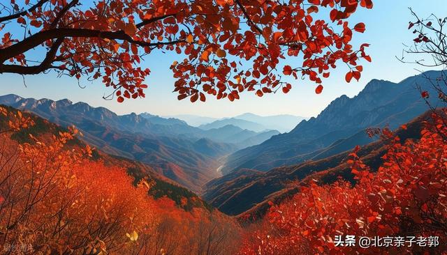 周末香山赏红叶保姆攻略
