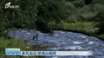 来五台山 听青山低吟