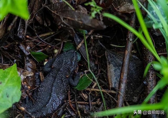 野外仅存600多只！浙江4人徒手抓26只，价值10多万