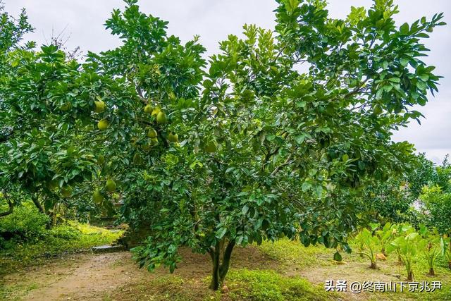“跟着唐诗游中国，最佳秀句满长安”之秦岭紫阁峪：李杜白诗三首