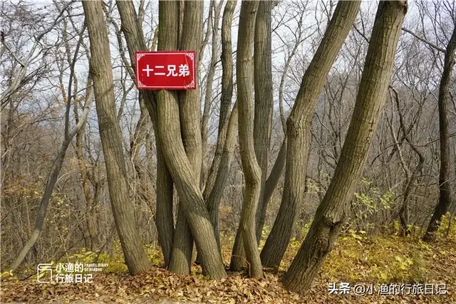 西安自驾2H，超惊艳赏秋路线推荐！红叶进入爆发期，路好景美人少