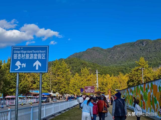 金色童话！腾冲千年银杏村，巷陌皆染秋光醉