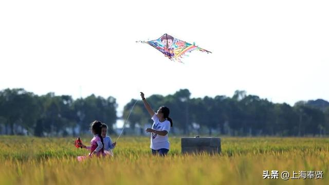 奉贤的秋天，才是上海隐藏的“顶流”！