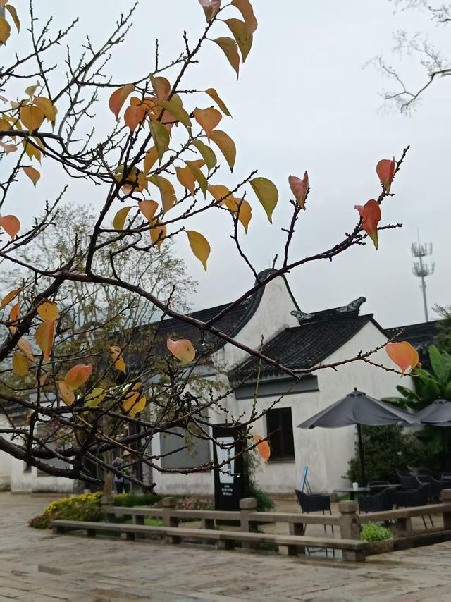 立冬雨雾里，惠山古镇的慢时光