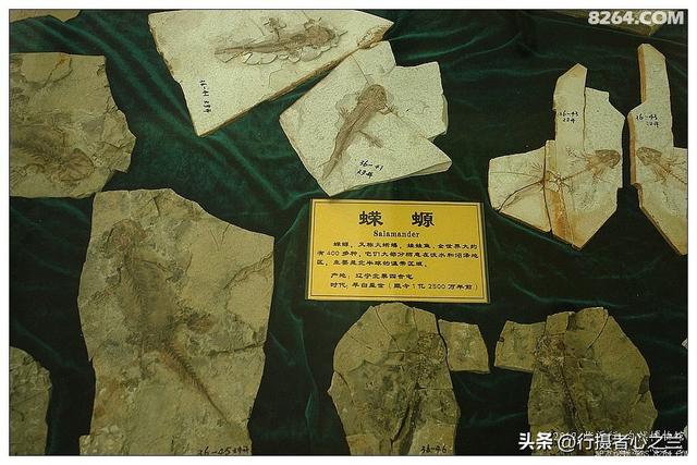 山东行游影记（36）—平邑天宇自然博物馆（十一）