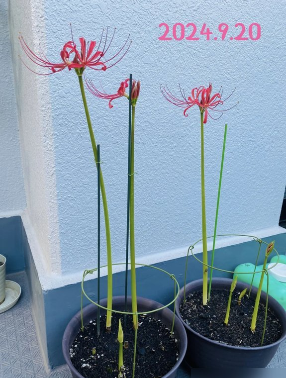 阴花不能进阳宅！这5种花“打死}也不养,家里若有快挪走！