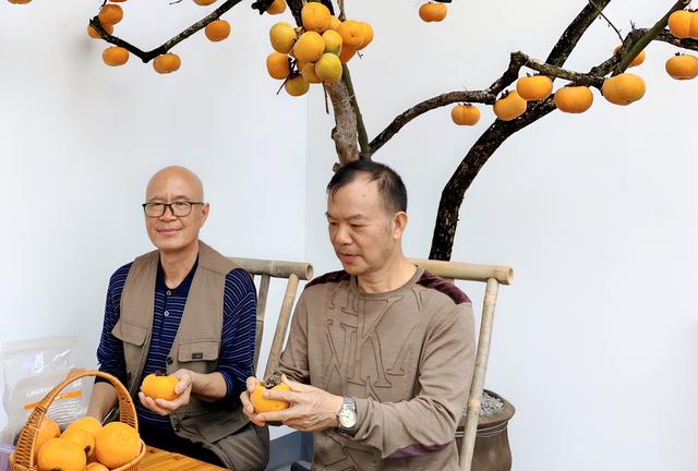 桂北秋色行之柿红