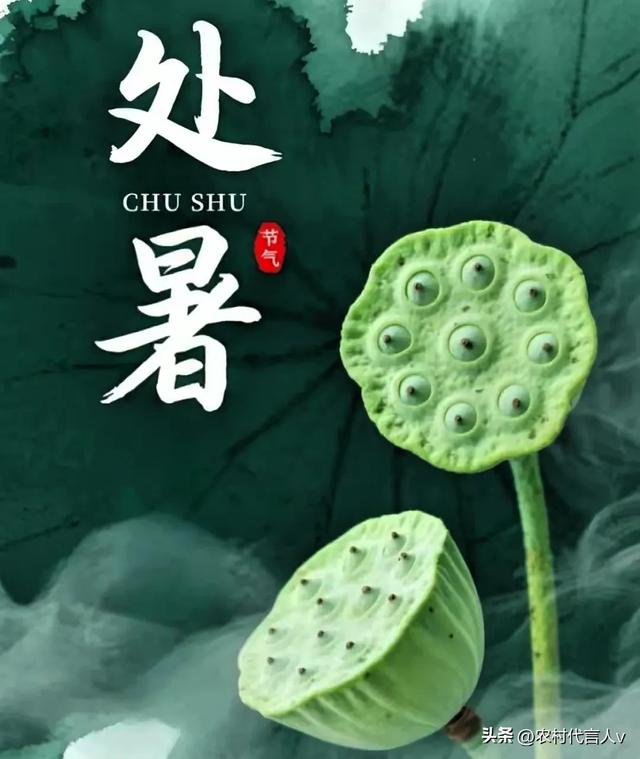 “冷不冷，就看处暑”，今日处暑，今年冬天有多冷？看农谚就知道