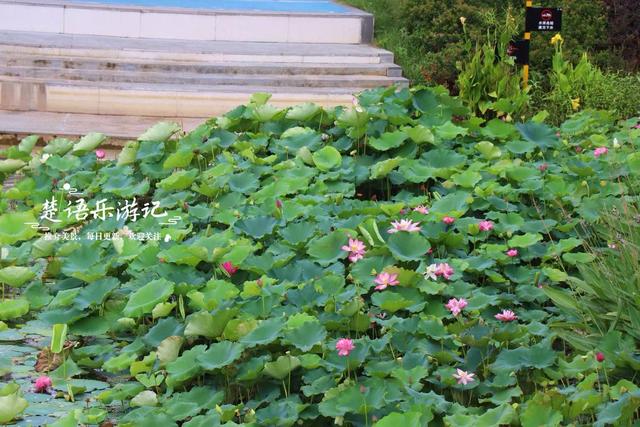 浙江宁波的新兴游玩地，多个公园相邻而居，多个荷花池美不胜收