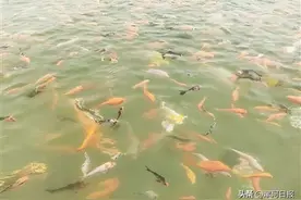 漯河这个村有锦鲤！图片