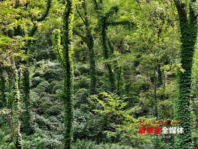 青绿泰山 清凉一夏丨来泰山东御道，闯入绿野仙踪，把童话里的清凉揣进夏天