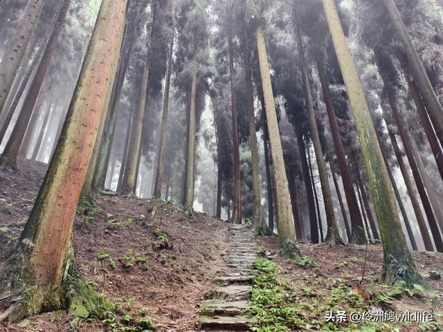 四川行(73)什邡红枫岭徒步到钟鼎寺