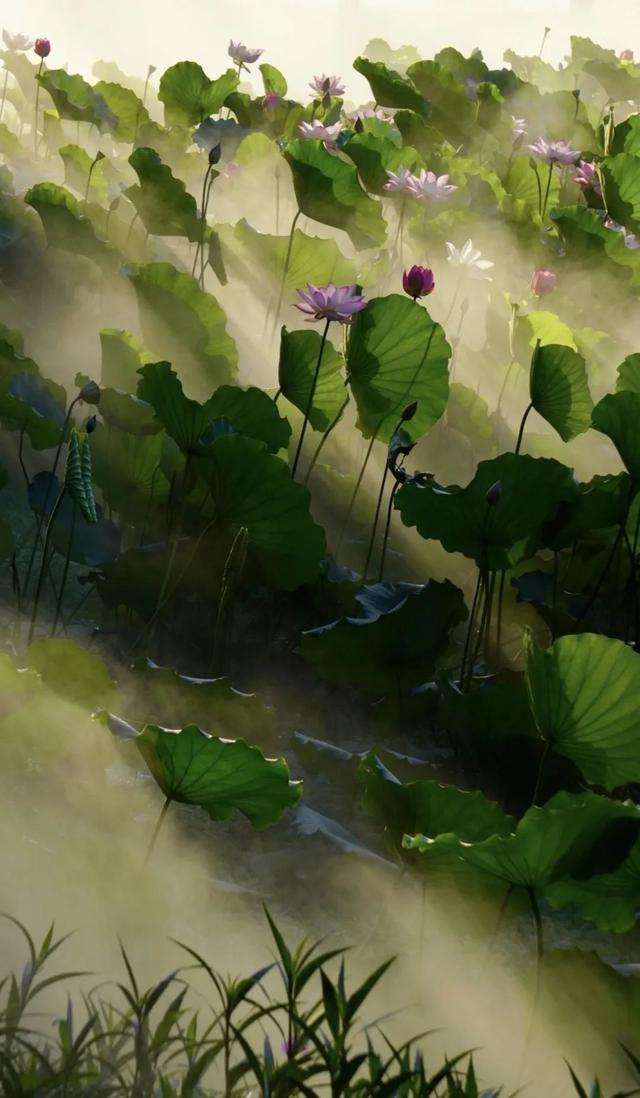 “荷” 处寻清凉？这里花 “漾” 正当时→