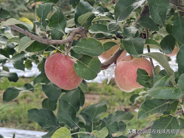 礼泉三韵：解码一座县域的文旅融合高质量发展之路