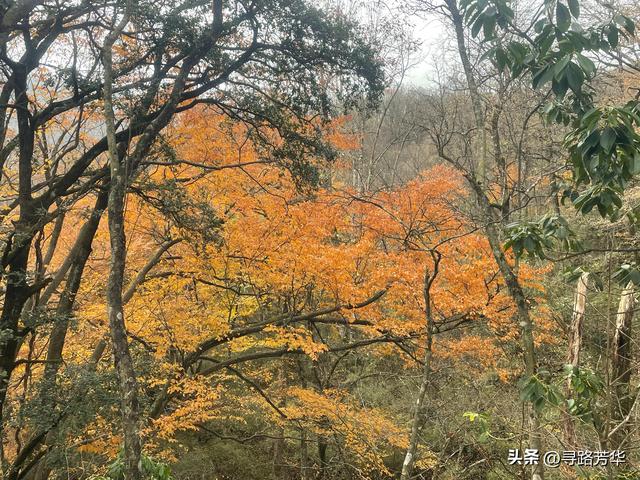 穿行在汉中龙头山的丛林之中