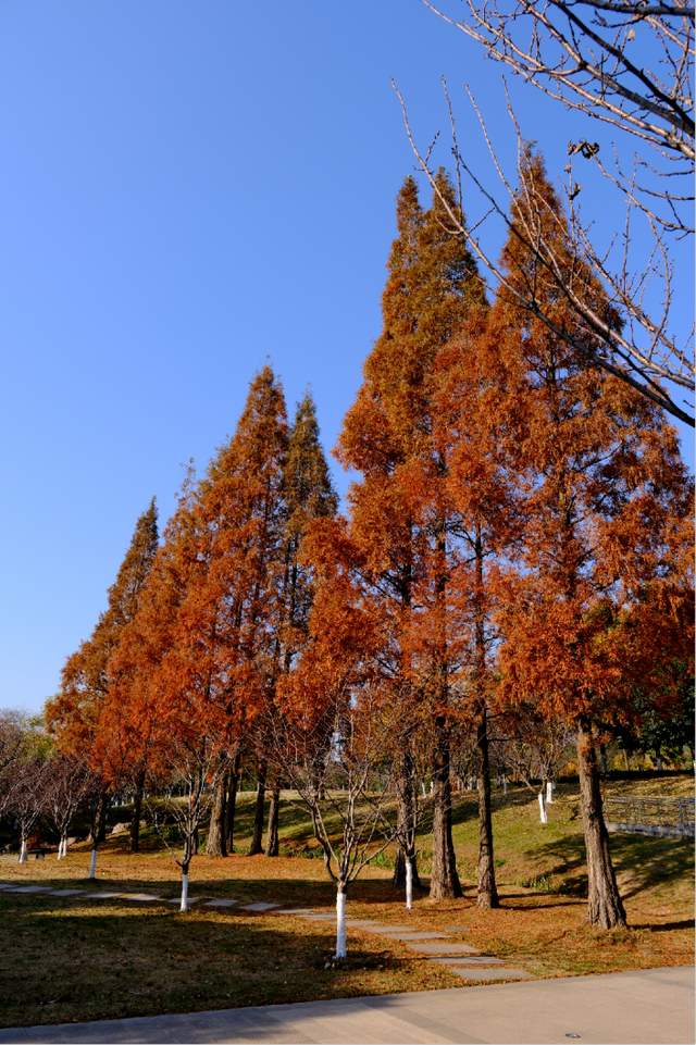 超出片！江阴这些地方“红了”！