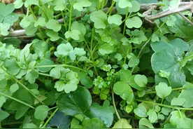 1种宝藏野草，菜地里很多，曾拔来喂猪，不知是珍贵的“乌发草”图片