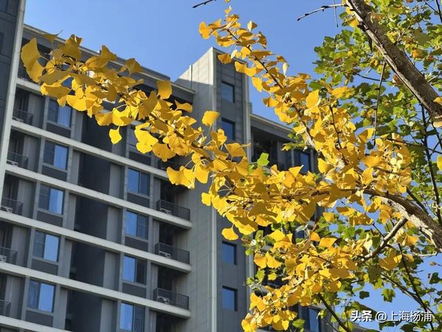 太美啦！去杨浦这两条路“踩”秋天，沙沙响的那种～