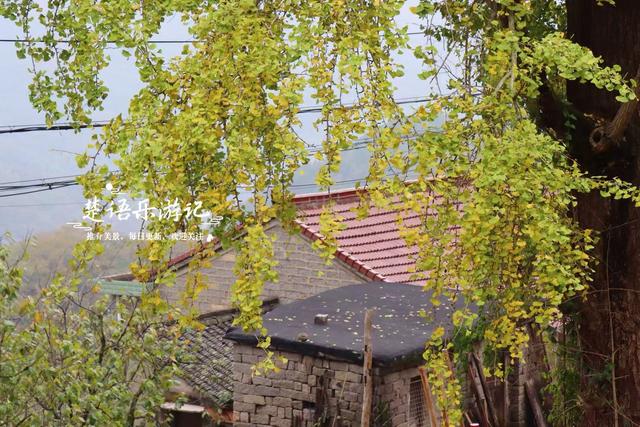 完全没想到，宁波这个以樱桃花走红的古村，秋天的风景也这么美！