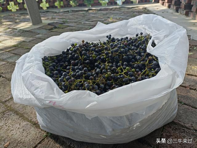 无为在歧路，莱芜霹雳尖