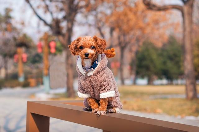 属狗取名吉祥用字指南：选对偏旁，旺运伴一生