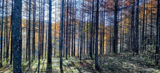 兰仓秋，染山河。