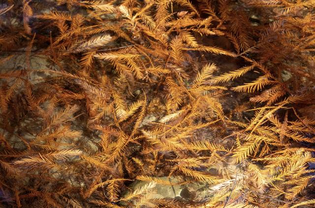 落羽红杉林，误入油画中！