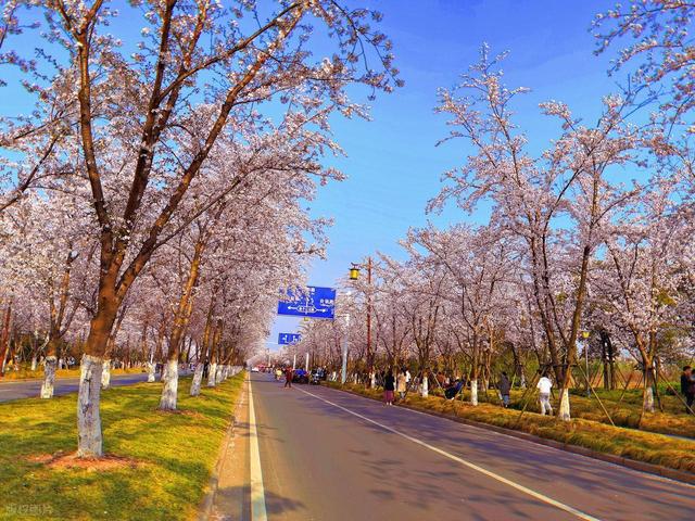 扬州六条神仙马路：解锁古城六重魅力密码