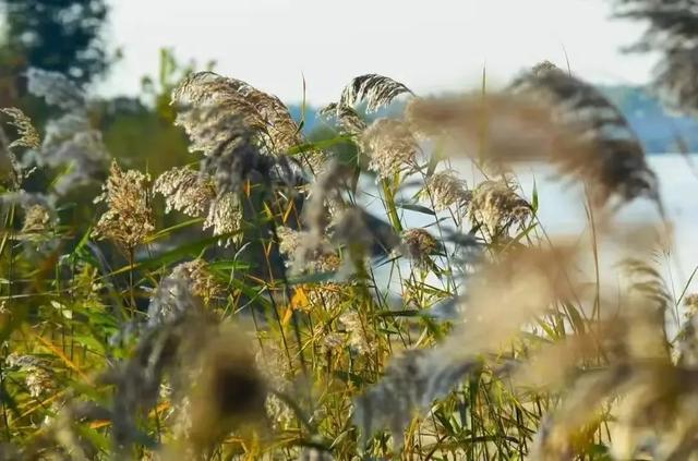 芦花飞雪！比人高+多机位！青岛氛围感芦苇荡初冬打卡地