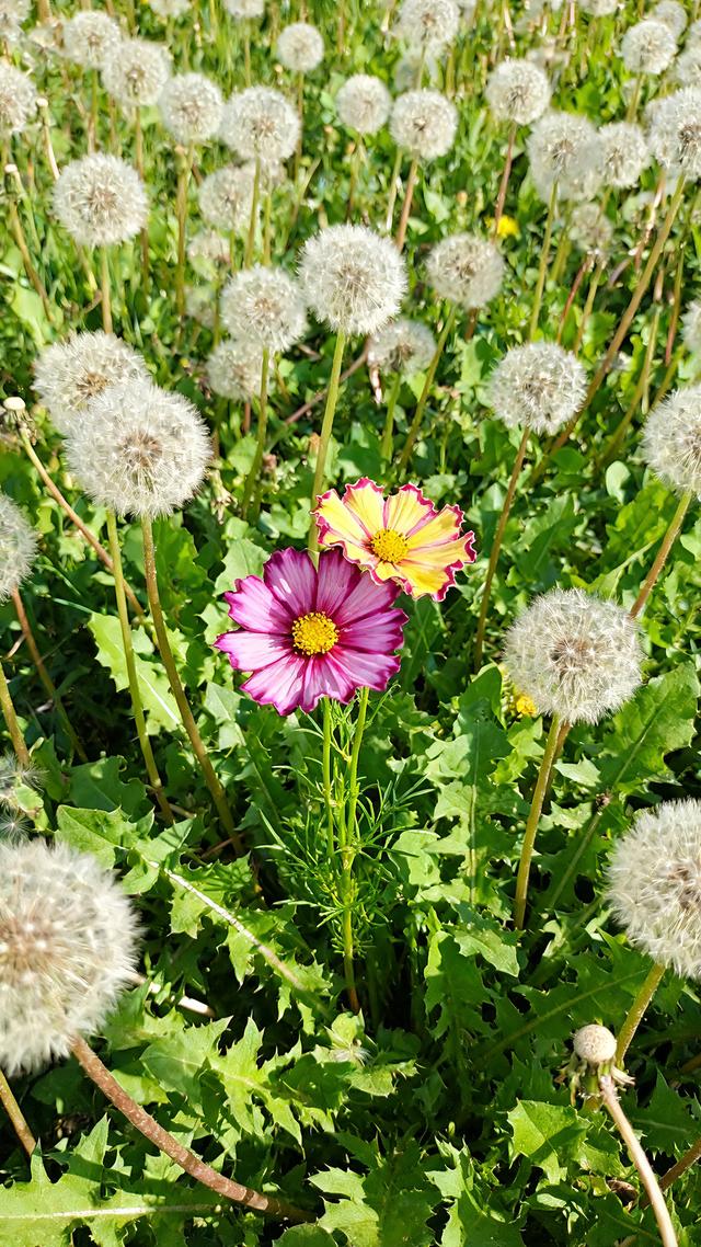 丝丝春意，抹去缕缕寒意，春天美景分享，太治愈了！