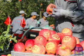 甘肃庆阳苹果入列国家队运动员备战保障产品图片