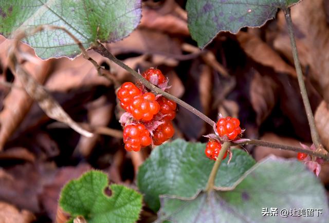 一条路，落叶无迹——贵州冬日风光