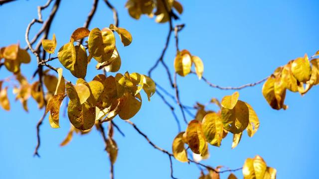 “白天立冬	，暖烘烘；晚上立冬，冻死牛”，今年立冬是几点？