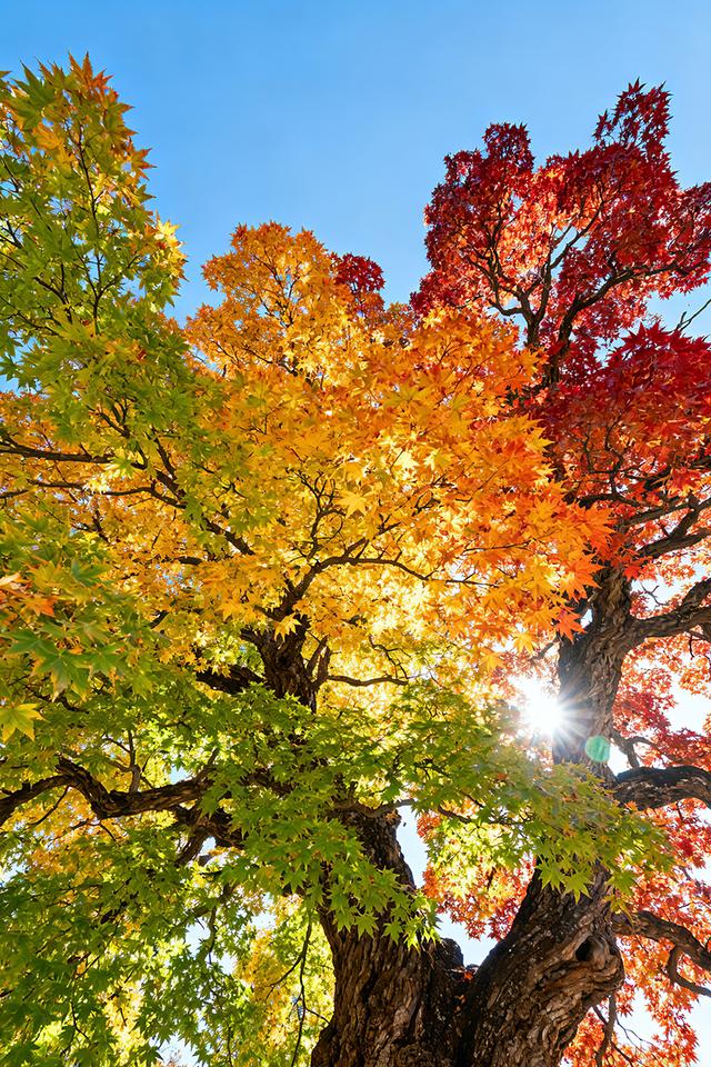 春夏秋冬，四季轮回，美景交替，沉醉人间