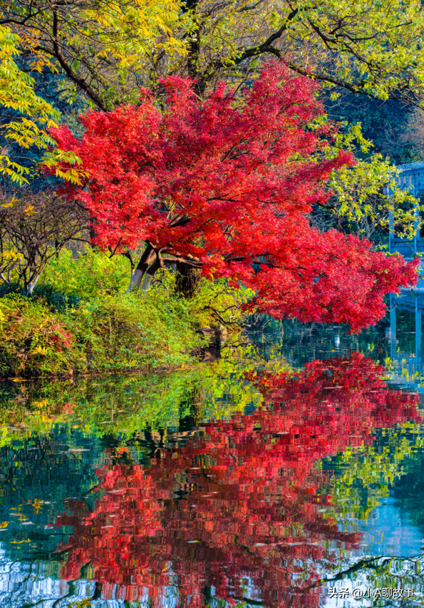 又一5A景区官宣永久免费！年入数亿，关键是秋天美到词穷！