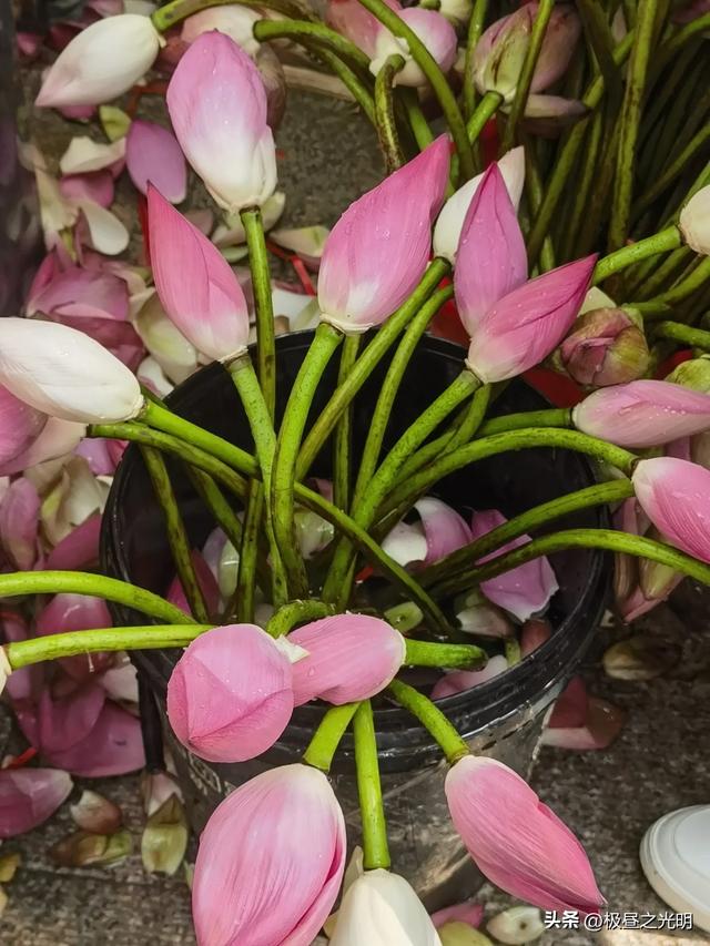 苏州的荷花市集