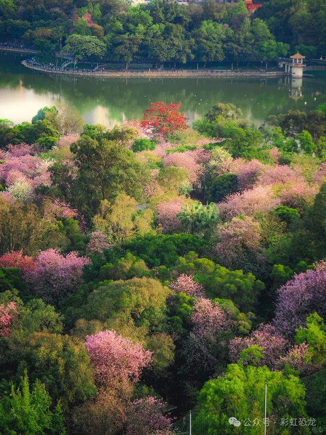 广州秋日遛娃赏花攻略：觅市中心小众花海，与娃共赴粉金浪漫！