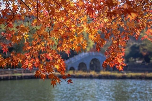 苏州秋天打卡线路推荐→